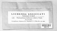 Teloschistes lychneus image